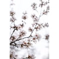 thumbnail image 3 of Mossholder, Tim 11x14 Black Modern Framed Museum Art Print Titled - Almond Blossoms, 3 of 5