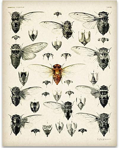 great gifts for insect lovers