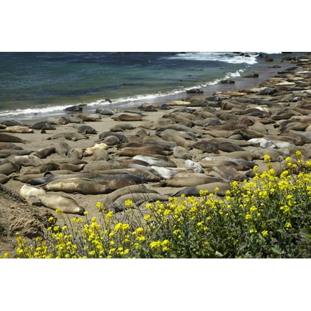 Piedras Blancas Elephant Seal - Northern Elephant Seals, Piedras Blancas Elephant Seal Rookery, Near San Simeon, California Print Wall Art By David Wall