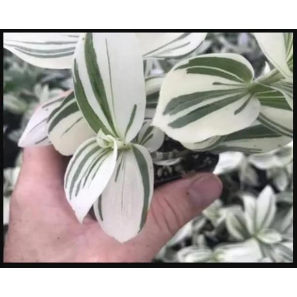 4 Pistachio Ice Cream Wandering Dude Cuttings to Grow | 3-4 Inches