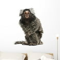 thumbnail image 1 of Common Marmoset Wall Decal by Wallmonkeys Peel and Stick Graphic (36 in H x 34 in W) WM30777, 1 of 4