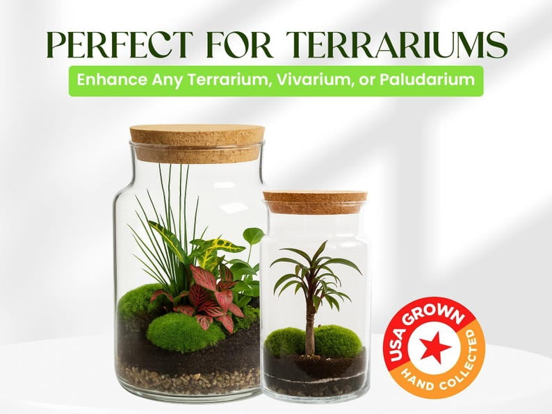 Live Moss Variety Pack for Terrariums – Fresh Live Moss – Natural Green Moss – Pet-Safe Moss for Reptile Tanks, Fairy Gardens, and Indoor Décor