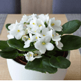 thumbnail image 2 of White Africa Violets Live Plant for Planting Indoor Outdoor, White Blooming Violet, Africa Violet Flowers, 4 Inch Pot, 2 of 6