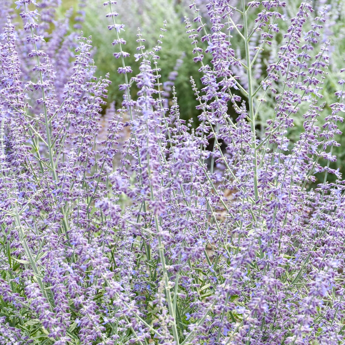 Little Spires Russian Sage Flowering Perennial Plant, 1 gal pot - 1 plant per offer