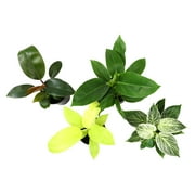 Philodendron Houseplants | 4 Easy Care Plants | 4.25in Pots; Indirect Sun | Element by Altman Plants