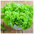Everwilde Farms 1 oz Waldmans Green Leaf Lettuce Seeds Gold Vault