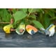 thumbnail image 1 of 4X Adorno de Decoración para hogar Encaramado de Pajarito Muy Detallado Pájaro Lindo, 1 of 9