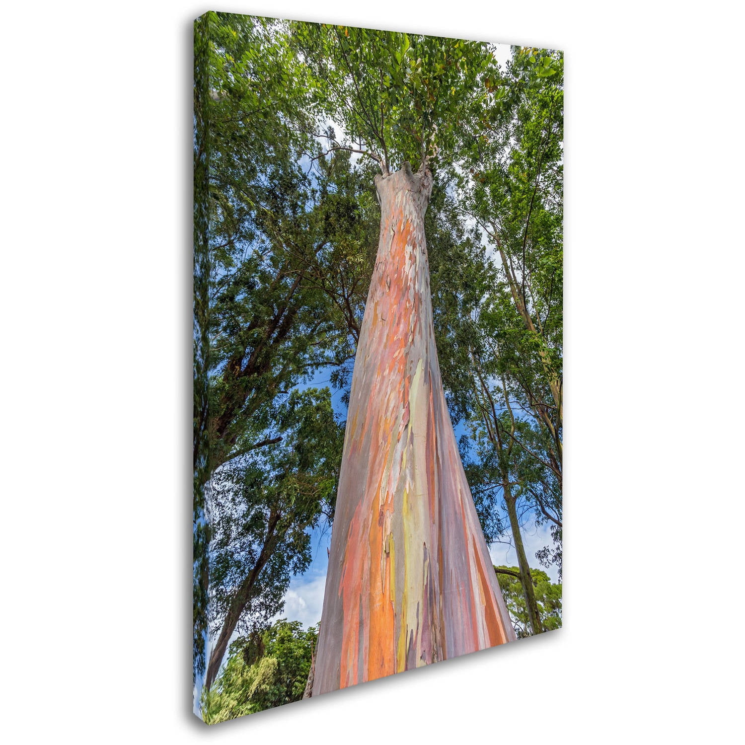 Trademark Fine Art 'Rainbow Tree' Canvas Art by Pierre Leclerc