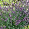 thumbnail image 4 of Back to the Roots Organic English Lavender Flower Seeds, 1 Packet, 4 of 19