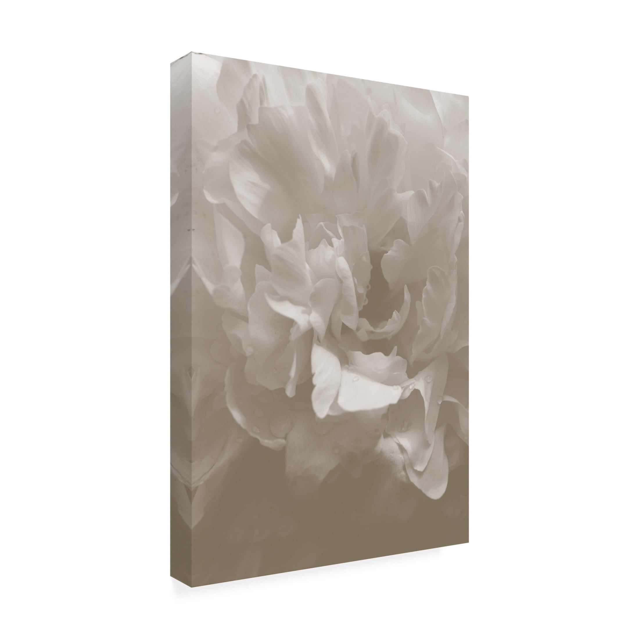 Trademark Fine Art Pictufy Studio Peony 9 Canvas Wall Art