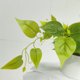 thumbnail image 3 of Bearachild Plástico Durabilidad duradera Las pequeñas plantas falsas durarán muchos años Fácil de limpiar Decoración, 3 of 6