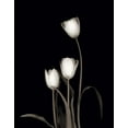 thumbnail image 2 of Delimont, Danita 15x18 Black Ornate Wood Framed with Double Matting Museum Art Print Titled - Tulip Pose III, 2 of 4