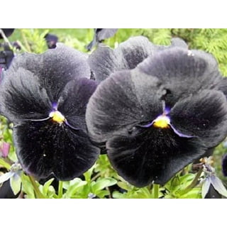 PANSY BLACK FLOWER- 100Seeds.Viola Wittrockiana Biennial rare BLACK flowers.