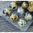 thumbnail image 3 of Caja de huevos de codorniz JM 12 rejillas almacenamiento transparente, 3 of 4