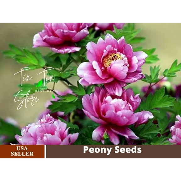 10  Seeds| Chojuraku tree peony Flower Seeds for planting in the garden- perennial plant #B050 [BUY 3 GET 1 FREE ]