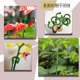 thumbnail image 3 of Paquete de 30 Estacas de Soporte para Plantas, Estacas para Plantas de Soporte para Plantas de un Solo Tallo de JardíN, Soporte para Plantas, Palos para Plantas, 3 of 5