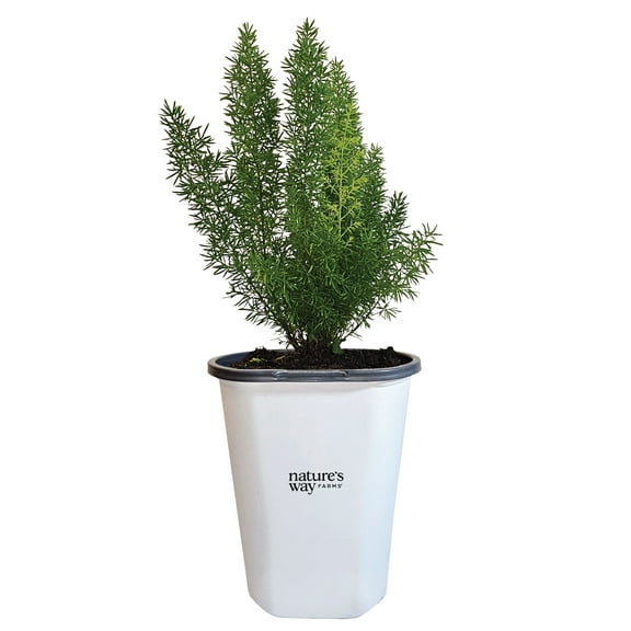 Nature’s Way Farms Asparagus Meyerii Fern Outdoor Live Plant (7-11in Tall) in Grower Pot