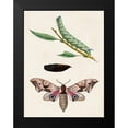 thumbnail image 2 of Unknown 15x18 Black Modern Framed Museum Art Print Titled - Caterpillar and Moth IV, 2 of 5
