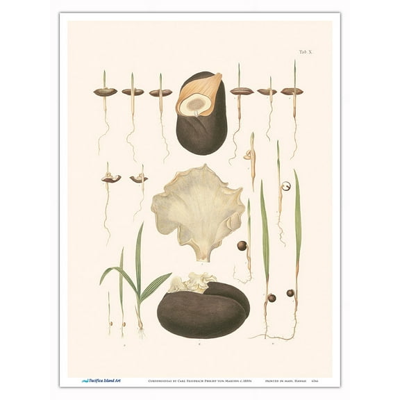 Seeds of Date Palm Tree (Phoenix dactylifera) - Vintage Botanical Illustration by Carl Friedrich Philipp von Martius c.1820s - Master Art Print (Unframed) 9in x 12in