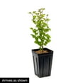 thumbnail image 3 of Miss Kim Lilac 4 In. Potted Deciduous Flowering Shrub (1-Pack), 3 of 3