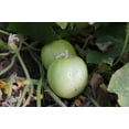 thumbnail image 6 of 100 *Seeds LEMON CUCUMBER Cucumis Sativus Fruit Vegetable Seeds, 6 of 7