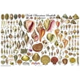 thumbnail image 1 of (24x36) Laminated North American Sea Shells Educational Chart Poster, 1 of 10