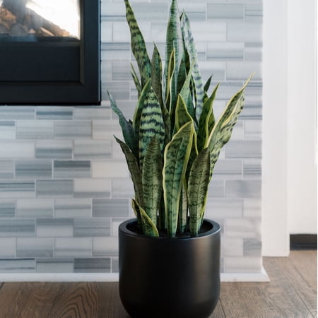 30 Snake Plant fake plant