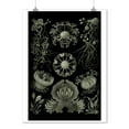 thumbnail image 2 of Art Forms of Nature, Ascomycetes (Fungus), Ernst Haeckel Artwork (9x12 Wall Art Print, Home Decor), 2 of 3
