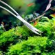 thumbnail image 4 of Tijeras de onda de acero inoxidable Tanque de acuario Pinzas para plantas acuáticas Tijeras Herramientas para plantas de pecera, plata, 4 of 5