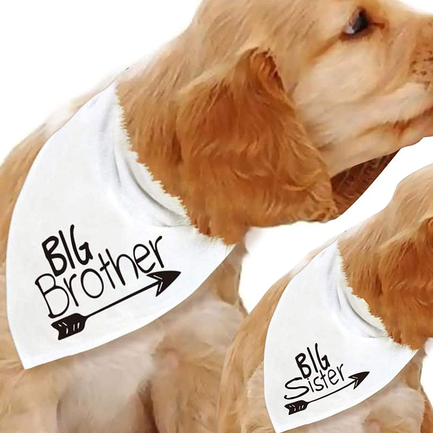 dog pregnancy announcement bandana