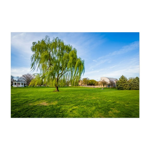 Weeping Willow - Frederick Maryland Photography Unframed Wall Art Print 5 x 7 inches