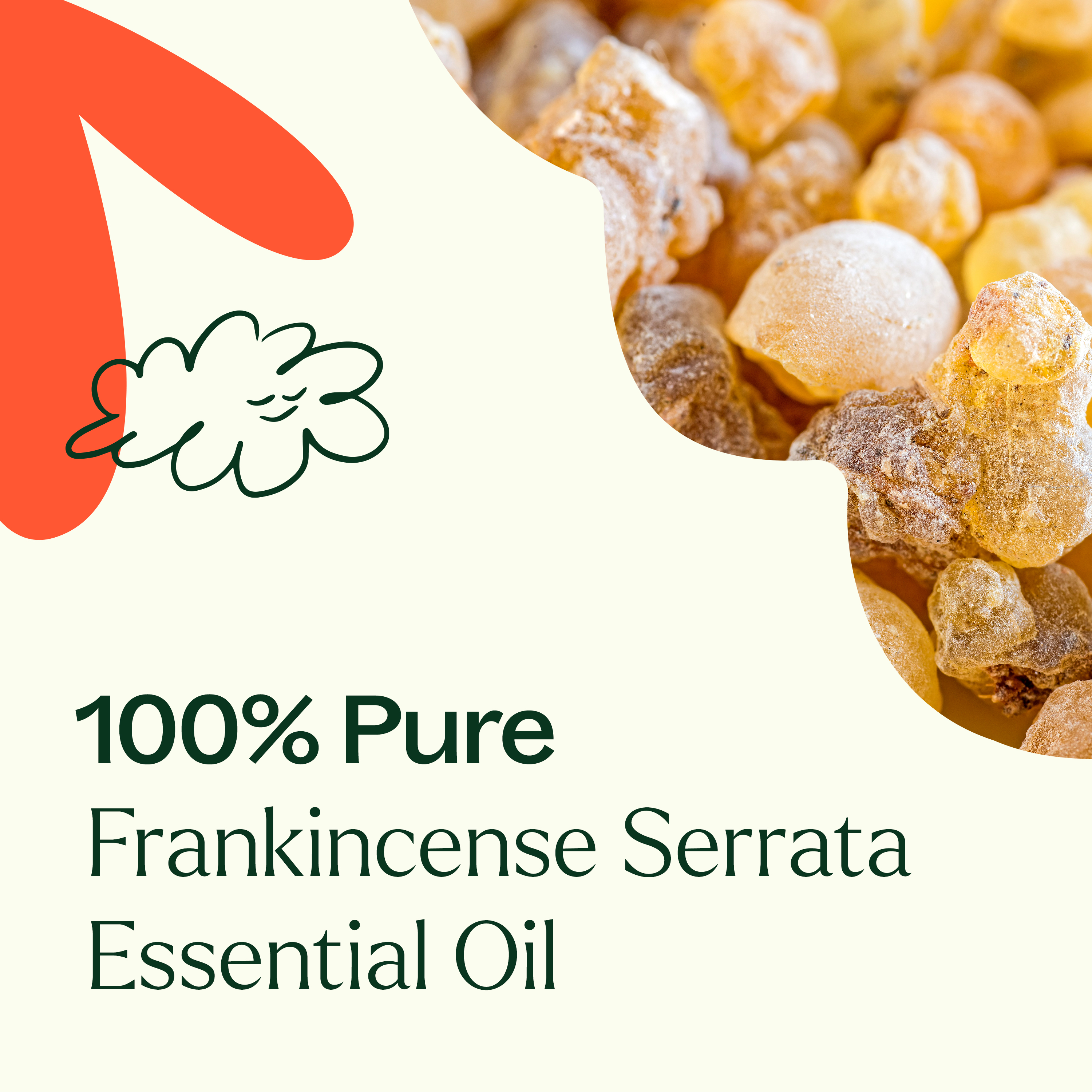 Plant Therapy Frankincense Serrata Essential Oil 100% Pure, Undiluted, Natural Aromatherapy, Therapeutic Grade 10 mL (1/3 oz) - image 4 of 7