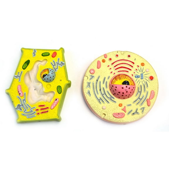 Eisco Labs Model Plant and Animal Cell Comparison