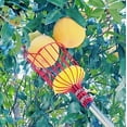 thumbnail image 4 of ruit Picker Pole Tool with Basket Long Handle Fruit Picking Artifact Fruit Tree Picker Apple Orange Picker Pole Tool with Basket, 4 of 8