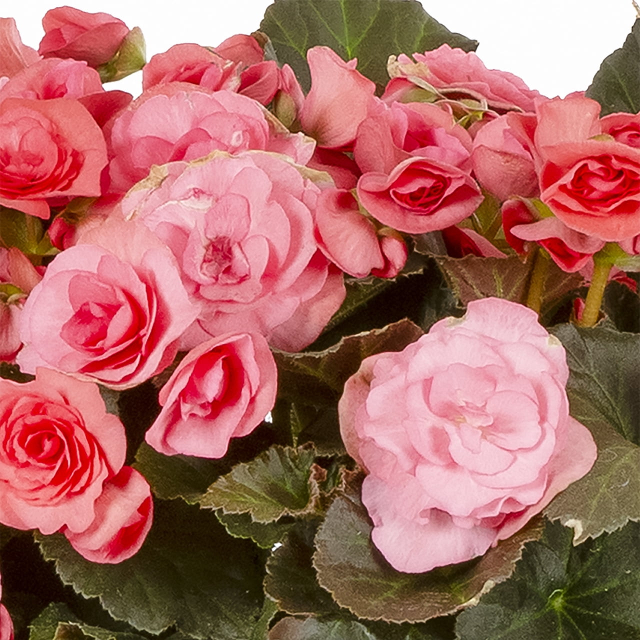 Better Homes & Gardens 2QT Pink Begonia Live Annual Plant Shade 3-Pack