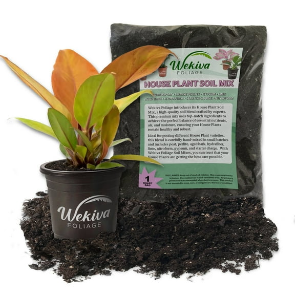 Prince of Orange Philodendron and Soil Mix Combo - Live Plant in a 4 Inch Pot with 1 Quart Houseplant Soil Mix - Philodendron Erubescens with Custom Soil Blend