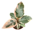 thumbnail image 2 of Ficus Elastica Ruby Pink (6"+ Grower Pot) - Rubber Tree Live Houseplant, 2 of 5
