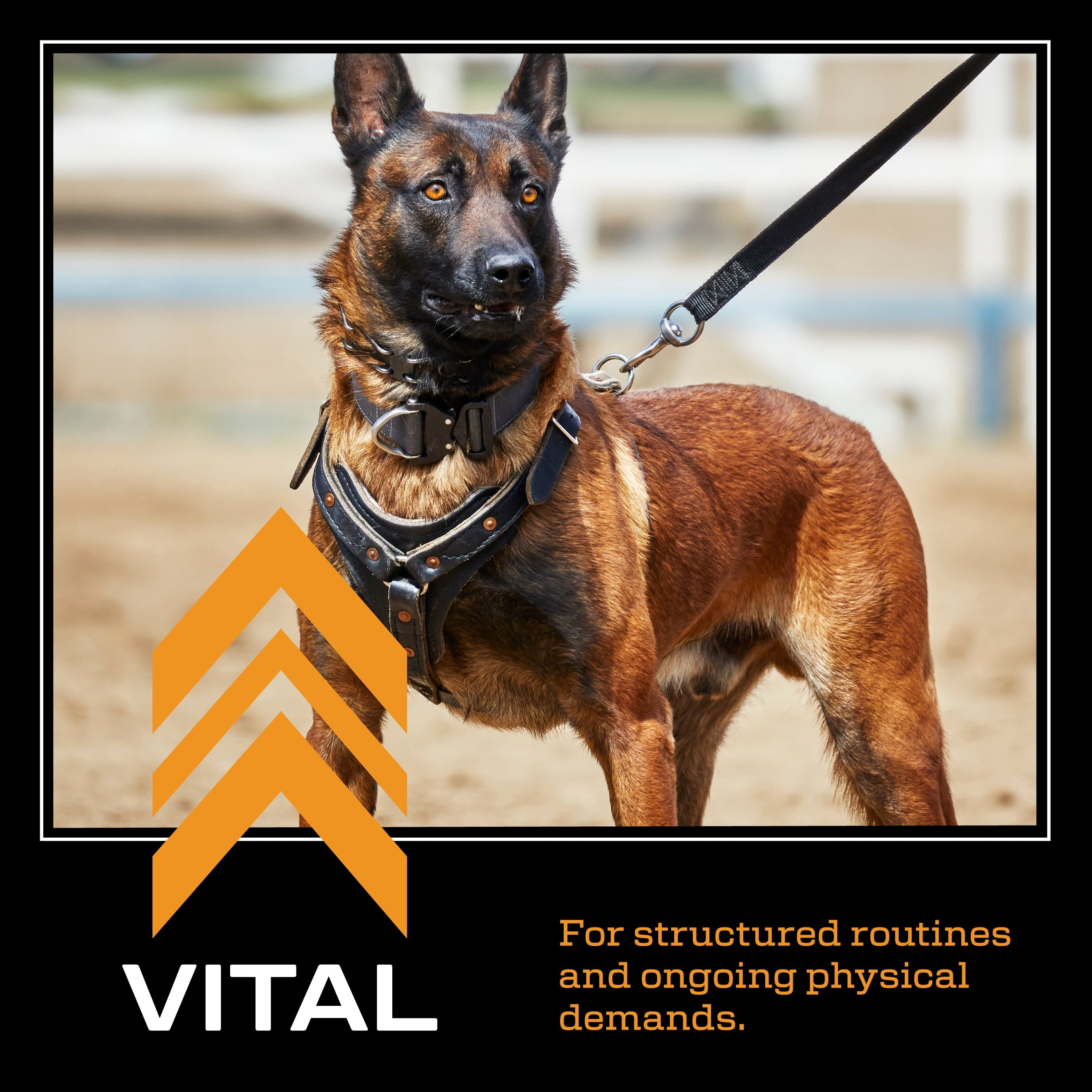43903-Vital 24K Kinetic Dog food 35 lb.
