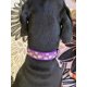 thumbnail image 3 of Collar para perro Petiry Martingale con estampado floral morado S, 3 of 6