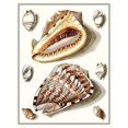 thumbnail image 2 of Vision Studio 20x24 Gold Ornate Wood Framed with Double Matting Museum Art Print Titled - Collected Shells IV, 2 of 4