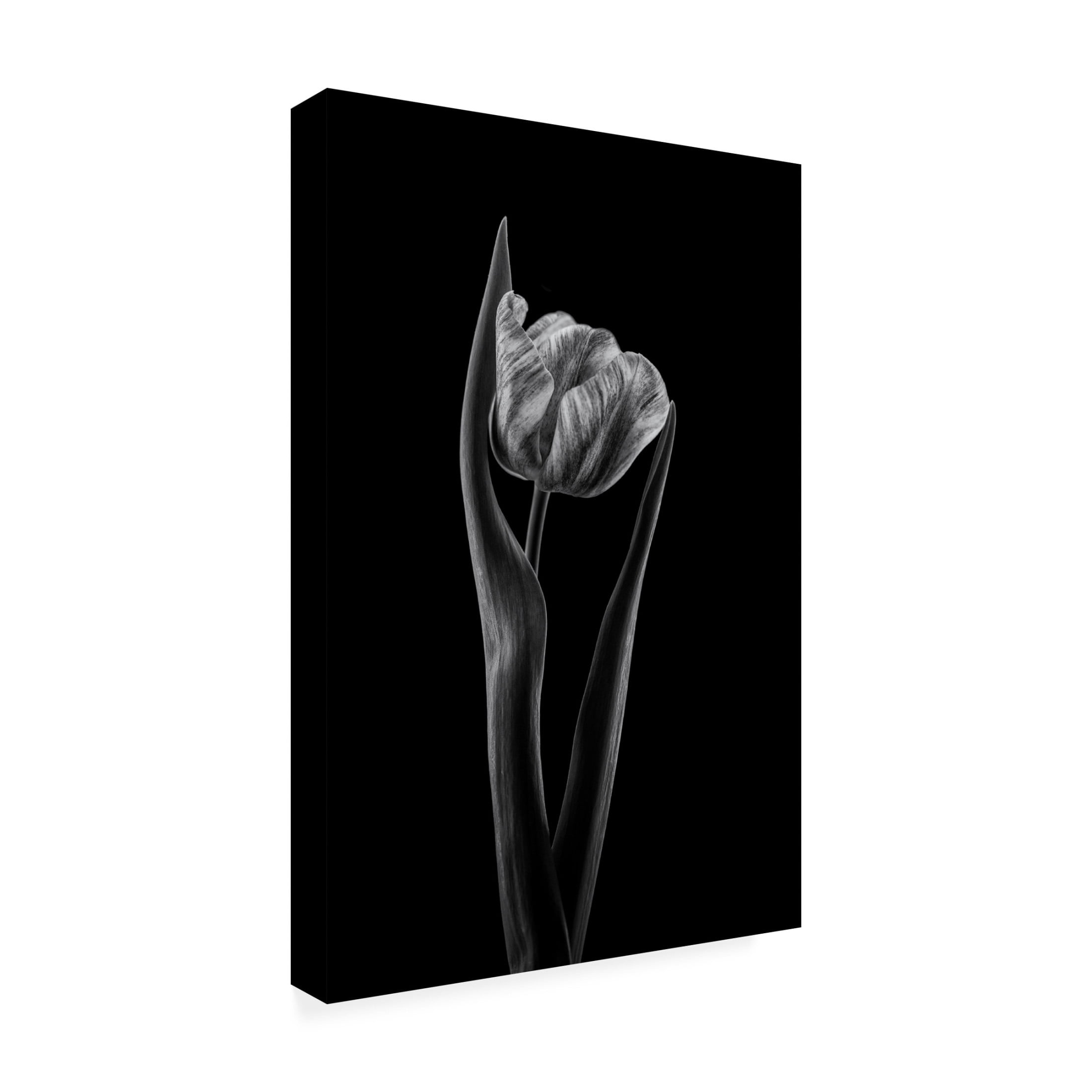 Canvas Wall Art - Lotte Gronkjar 'Rembrandt Tulip' Wall Art for Living Room, Bedroom, or Office Décor by Trademark Fine Art - 30 x 47 Inches