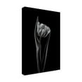 thumbnail image 2 of Canvas Wall Art - Lotte Gronkjar 'Rembrandt Tulip' Wall Art for Living Room, Bedroom, or Office Décor by Trademark Fine Art - 12 x 19 Inches, 2 of 4