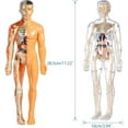 thumbnail image 7 of Organizeh Clear Human Body Structure Model,29 Piece Anatomy Figure 3D Model,DIY Assembled Human Torso Organ for Students, Teachers (B-1PC), 7 of 7