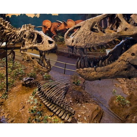 Laminated Poster Cool Dinosaur Exhibit Jurassic Bones Fossils Poster Print 24 x