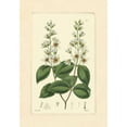 thumbnail image 2 of Vision Studio 11x14 White Modern Wood Framed Museum Art Print Titled - White Curtis Botanical II, 2 of 4