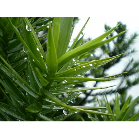 LAMINATED POSTER Pine Needles Wet Drops Pine Rain Poster Print 24 x