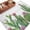 Off White, variant on Green Cactus Tropical Area Rugs 2.7'x5', Washable Small Throw Rugs for Kitchen Bedroom, Summer Vintage Botanical Indoor Outdoor Rug Non-Slip Low Pile Carpet Runner Reversible Floor Mats
