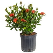 Island Blooms by Costa Farms 36" Tall Ixora, Direct Sunlight, Live Flowering Outdoor Plant
