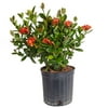 Costa Farms Expert Gardener Live Outdoor 36in. Tall Assorted Jungle Flame; Full Sun Outdoors Plant in 10in. Grower Pot