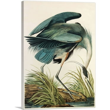 ARTCANVAS Great Blue Heron Canvas Art Print by John James Audubon - Size: 40" x 26" (1.50" Deep)